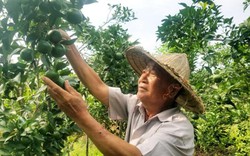 Lạng Sơn: Vườn cam "thập cẩm" 3 miền hội tụ, quả sai trĩu cành