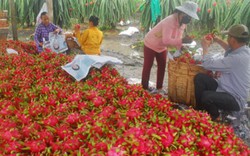 Xuất khẩu chính ngạch trái cây sang Trung Quốc tăng vù vù