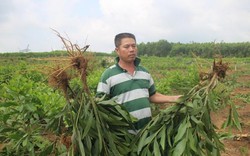 Quảng Nam: Nhổ nhầm cây của dân, chính quyền xã thừa nhận sai sót