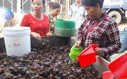 An Giang: Giá cua đồng "rớt cái bịch" từ 60 ngàn xuống 20 ngàn/ký