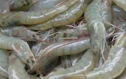 Bị phạt "thẻ vàng", xuất khẩu hải sản sang châu Âu tụt xuống thứ 5