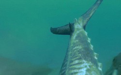 Cá mập gặp "quái vật khổng lồ" và cái kết