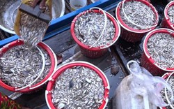 Miền Tây mùa nước nổi: Đi xem chợ "hẹn" mua bán cá chớp nhoáng