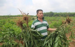 UBND xã nhổ nhầm cây của dân ở Quảng Nam: Bồi thường 4.000 đồng/cây