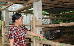 Ở huyện Cao Phong dân nuôi trâu vỗ béo mà khấm khá lên