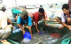 Miền Tây mùa nước nổi: Sản vật mùa lũ-bao giờ cho tới ngày...xưa