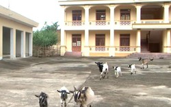Nghệ An: Phòng khám tiền tỷ thành nơi chăn thả gia súc