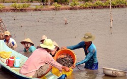 Cà Mau: Dân nuôi loài sò này phát tài nhưng lại "khát"nơi thả giống