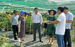 Đà Nẵng: Nông dân đóng góp hàng trăm tỷ đồng cho nông thôn mới