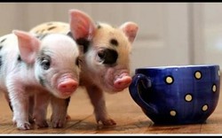 Loài lợn sinh ra chỉ nhỏ hơn tách trà mà giá hàng chục triệu/con