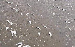 Hàng tấn cá chết trắng dọc 4km bờ biển Hà Tĩnh