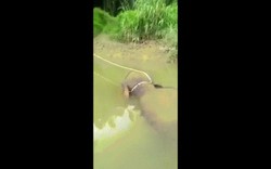 Đi câu cá, phát hiện xác voi với vết đạn bắn trên sông ở Malaysia