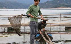 Nuôi cá lồng, suốt ngày trên sông mà dân Chiềng Bằng giàu có