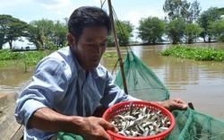 Sản vật mùa nước nổi: Cá linh của nhà nghèo thành món "quý tộc"