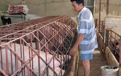 Đồng Nai: Chậm hỗ trợ thiệt hại vì dịch tả lợn châu Phi
