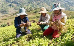 10 năm nông thôn mới Kon Tum: Đăk Glei làm chuyện lớn bằng vốn nhỏ