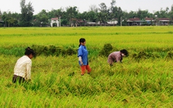 Hà Tĩnh: Liên kết 4 nhà sản xuất lúa hàng hóa