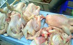 Nhập gà thải dùng cho gia súc về bán cho dân ăn