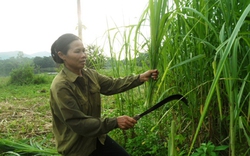 Thu bạc tỷ từ hồ cạn