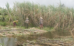 Hậu Giang: Khẩn cấp cứu 5.000ha mía chạy lũ