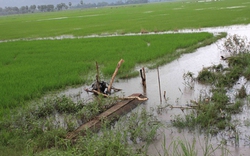 An Giang, Gia Lai: Lũ gây thiệt hại lớn cho sản xuất nông nghiệp