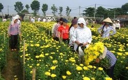 Nông dân Văn Giang lên Thủ đô học trồng hoa