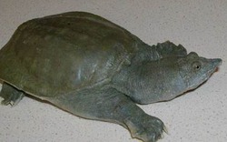Kỳ lạ loài rùa thải nước tiểu qua... miệng
