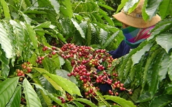 Tổng công ty cà phê việt nam: Cần nguồn vốn để tái canh cà phê