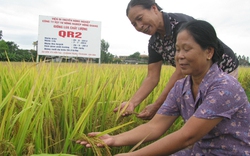 Xây dựng cánh đồng mẫu lớn bắt đầu từ giống lúa thuần