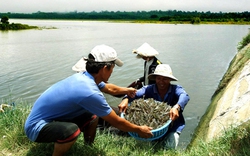 “Thủ phạm” làm tôm chết hàng loạt có thể là thuốc Cypermethrin