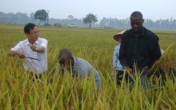 Sang Mozambique dạy nông dân trồng lúa