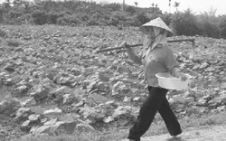 Dạy nghề cho lao động nữ nông thôn: Nhu cầu lớn, nguồn cung nhỏ