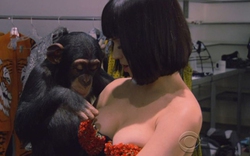 Khỉ &#34;sàm sỡ, nghịch ngợm&#34; vòng 1 của Katy Perry