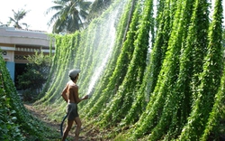 Hái lá sương sâm... ra tiền