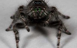 Thú vị phát hiện giống nhện có 8 mắt