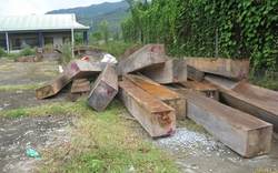 Cho tái sử dụng gỗ khai thác trái phép