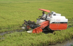 Nông dân thông minh mới giàu