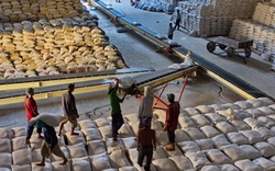 Báo Thái Lan: Việt Nam xuất khẩu gạo nhiều nhất thế giới