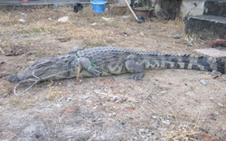 Bắt cá sấu 30kg mon men gần trường tiểu học