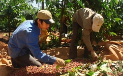 Nóng bỏng mùa cà phê mới: Nhấp nhổm lo trộm