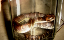TP.HCM: Bị rắn lạ tấn công khi đang ngủ