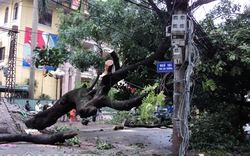 Hải Phòng: Sau bão, cây cổ thụ bật gốc ngổn ngang