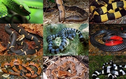 10 loài rắn đẹp nhưng nguy hiểm ở Việt Nam