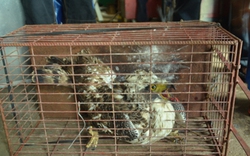 Quảng Trị:  Người dân bắt được con chim lạ