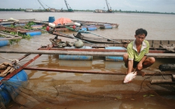 Vĩnh Long: Người nuôi cá trắng tay vì sạt lở