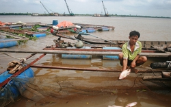 Vĩnh Long: Hơn 300 bè cá đang bị sạt lở đe dọa