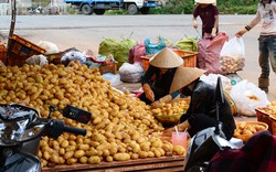 &#34;Nhuộm màu&#34; khoai tây Trung Quốc, hô biến thành khoai Đà Lạt