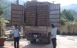 Quảng Ninh: Bắt giữ 12.000 con gà lậu
