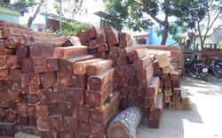 Gia Lai: Phát hiện gỗ lậu tại lâm phần Công ty Ia Pa