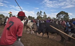 Kenya: Đấu bò dự đoán kết quả bầu cử Mỹ